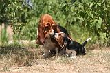 BASSET HOUND 170